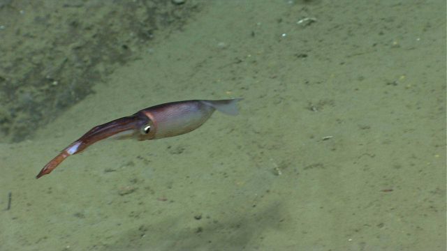Squid swimming. Picture