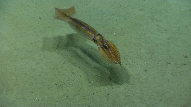 Squid swimming. Picture