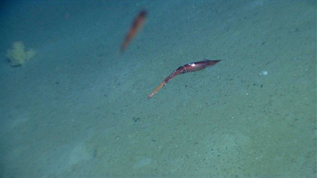 Squid swimming Picture