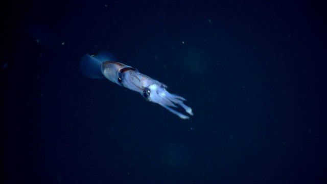 Copulating squid? Cannibal squid? Definitely two squid in this image Picture
