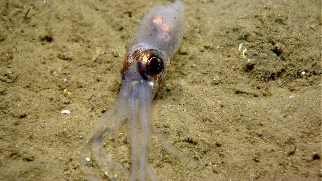 Squid reclining on bottom. Picture