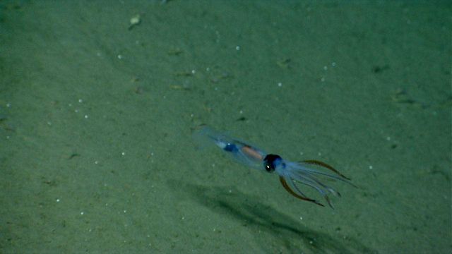 A squid with beautiful blue coloration. Picture