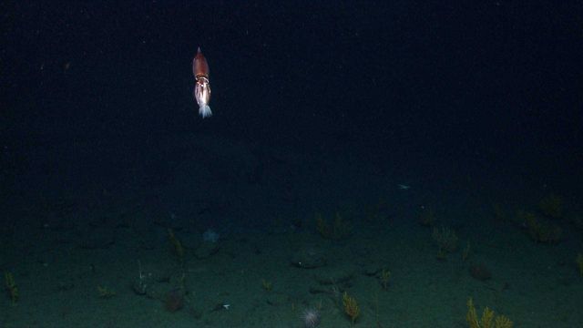 Illuminated squid over a dark sea floor. Picture