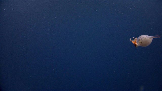 Piglet squid Picture