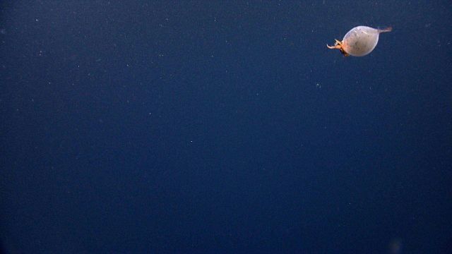 Piglet squid Picture