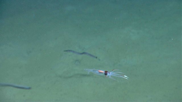 Translucent squid. Picture