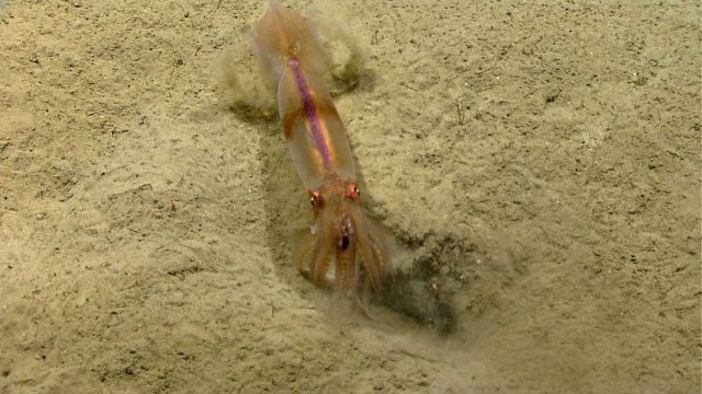 Squid on the seafloor investigating a depression Picture