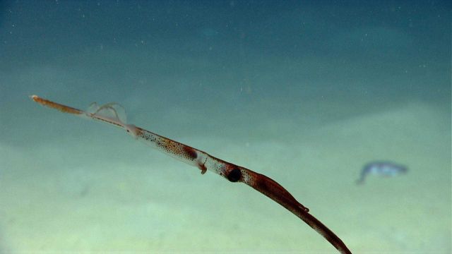 Skinny squid under way. Picture