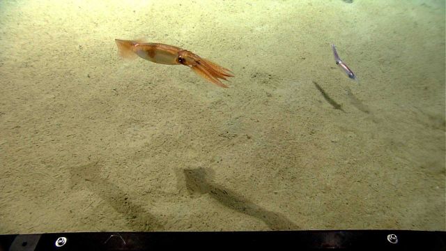 Two different species of squid cruising over the seafloor. Picture