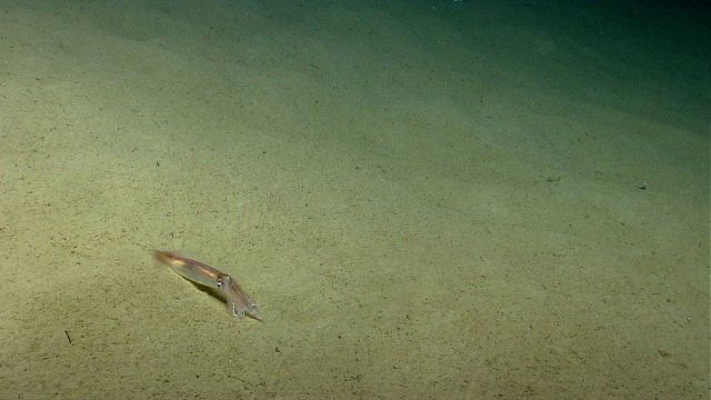 Squid resting on the seafloor, changing color as it sits on its 