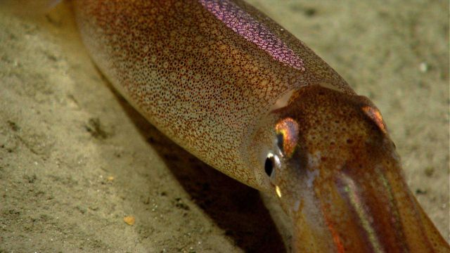 Squid resting on the seafloor, changing color as it sits on its 