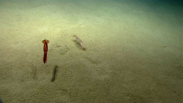 Two squid, perhaps the same species but showing (controllable by muscles for each individual spot) different coloration. Picture