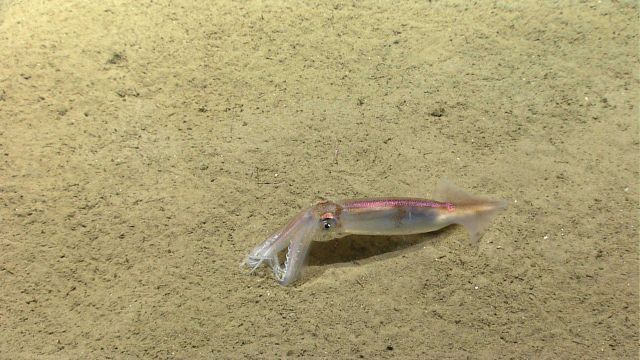 Squid resting on the seafloor, changing color as it sits on its 