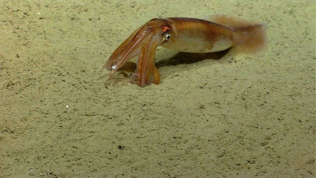 Squid resting on the seafloor, changing color as it sits on its 
