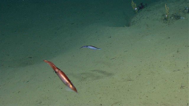 Two swimming squid. Picture