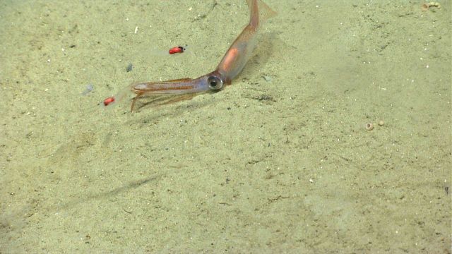 A squid giving the illusion that it is lying on its side. Picture