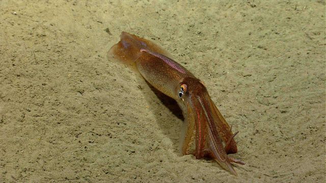 Squid resting on the seafloor, changing color as it sits on its 
