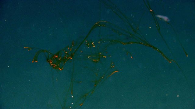 Squid ink marking its camouflaged escape. Picture