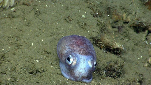Bobtail squid on bottom. Picture