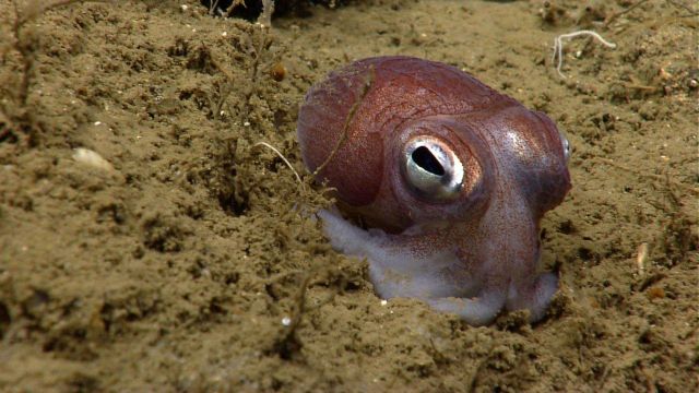 Bobtail squid on bottom. Picture