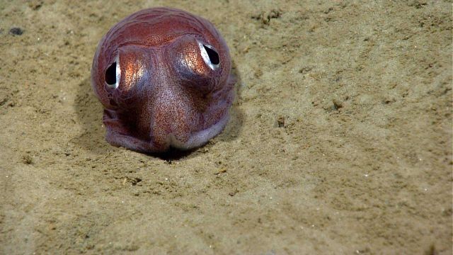 Bobtail squid on bottom. Picture