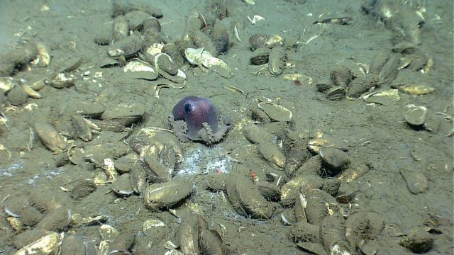 Graneledone verrucosa octopus in midst of mussel shells at cold seep site. Picture