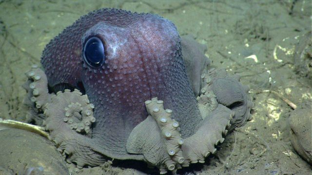 Graneledone verrucosa octopus Picture