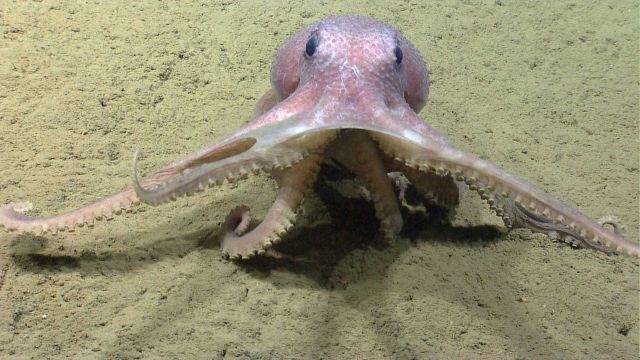 Graneledone verrucosa octopus Picture