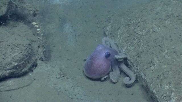 Graneledone verrucosa octopus Picture