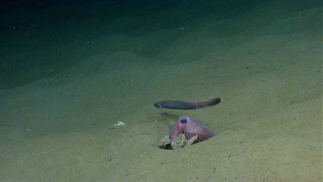 Octopus Picture