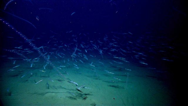 Salps and a school of squid Picture