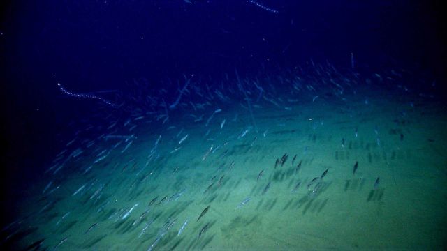 Salps and a school of squid Picture