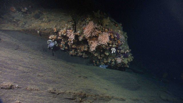 Two octopuses (or octopi, octopodes - pick one you prefer) seen under a ledge Picture
