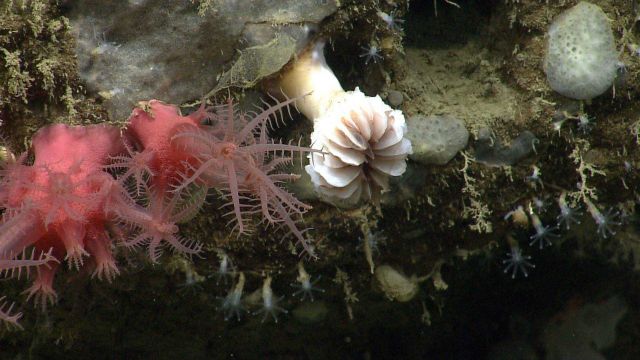 Gray to translucent encrusting sponges, two large anthomastus corals, a large white cup coral, and small white octocorals. Picture