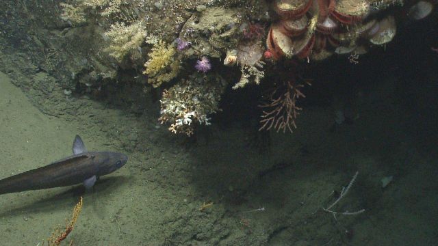 A multi-species assemblage of various corals, large acesta clams, a deep sea fish, and small white serpulid tube worms. Picture