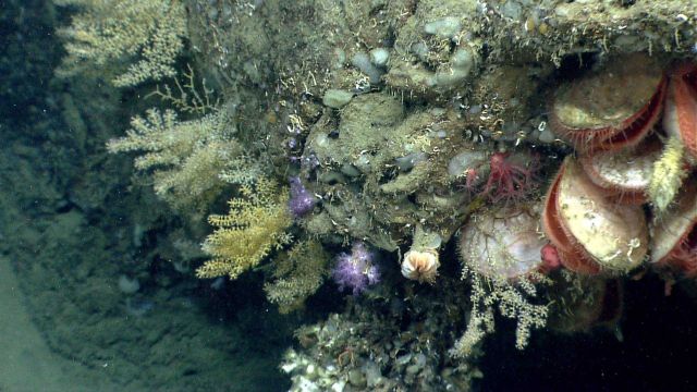 Acanthogorgia , anthomastus, anthothela grandiflora?, and cup corals, at least one small squat lobster, large acesta clams, and small white serpulid t Picture