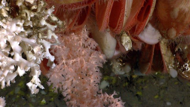 Lophelia pertusa coral on the right, a pretty peach-colored octoral, large acesta clams, a gooseneck barnacle and small sponges. Picture