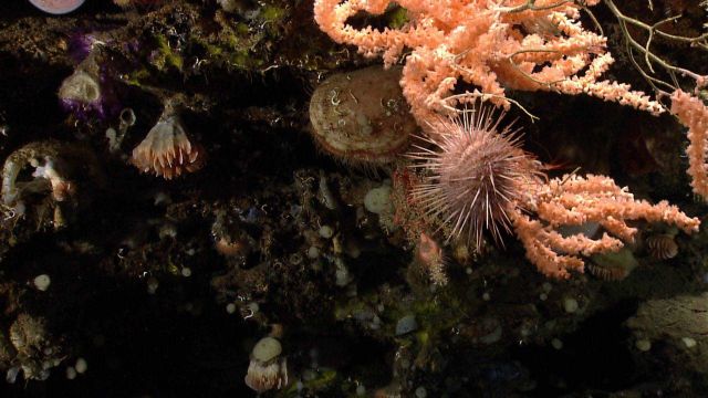 Cup corals, acesta clams, some small purple octocorals, a purplish white sea urchin, and at least two shrimp using the peach-colored octocoral for hab Picture