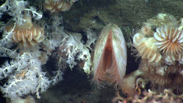 Cup corals, white octocorals, an acesta clam, at least three small squat lobsters, Solenosmilia variabilis coral in lower right, and a small jelly fis Picture