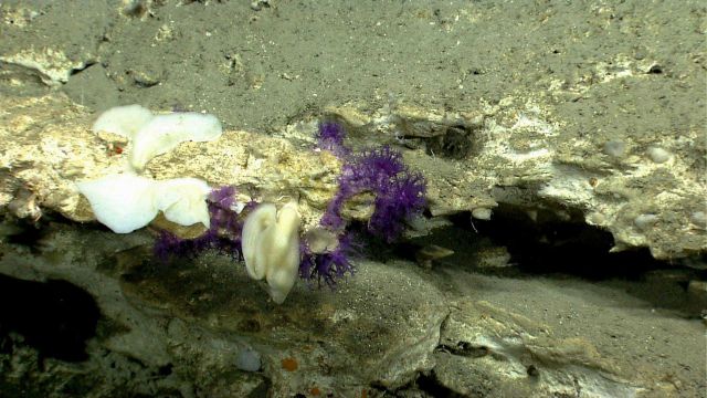 White sponges and beautiful small purple octocorals on the east canyon wall. Picture