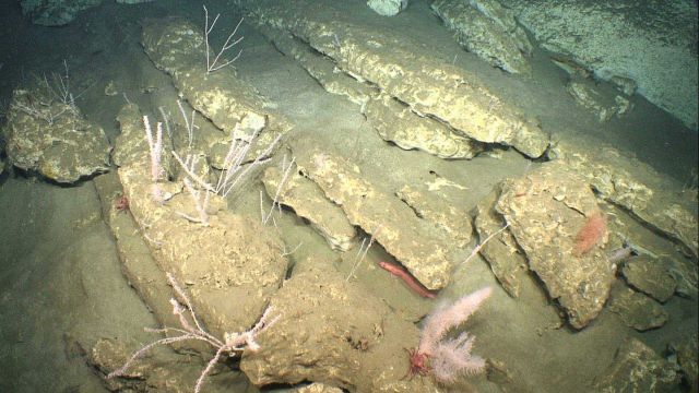 Bamboo corals, red crabs, and an orange rockling are seen in this image of broken sedimentary rock slabs. Picture
