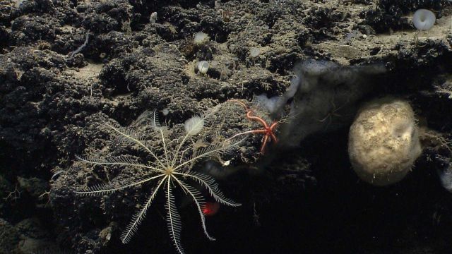 A white feather star crinoid, translucent white to gray encrusting sponges, and a large white globular sponge Picture