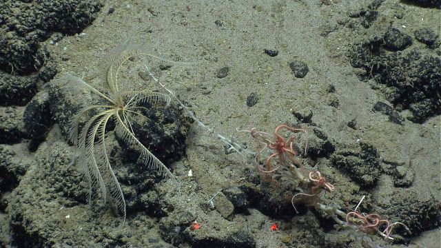 A yellow feather star crinoid and multiple brittle stars on a bamboo coral. Picture