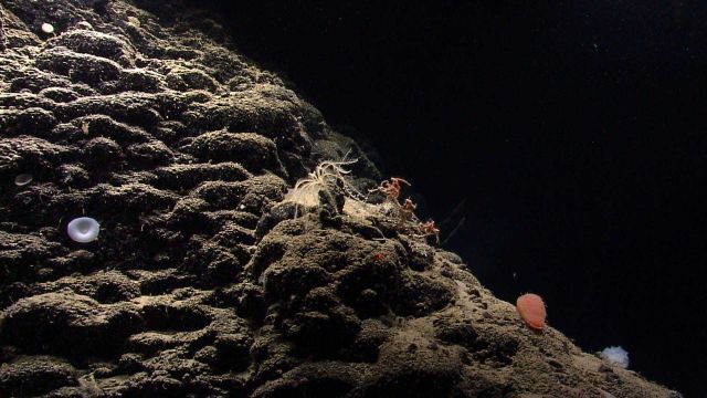 Hummocky appearing lava surface with lily-like white sponge, yellow feather star crinoid, orange holothurian, and multiple brittle stars on a bamboo c Picture