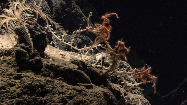 Yellow white feather star crinoid and bamboo coral bush with many brittle stars. Picture