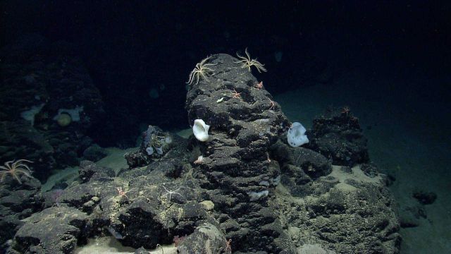 Yellow feather star crinoids, white vase sponges looking like lilies, and brittle stars dominate the biota seen in this scene Picture