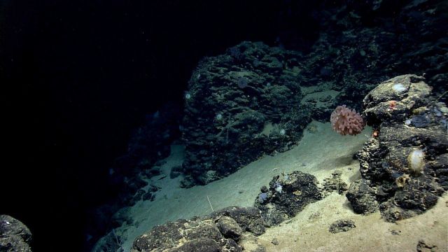 Scene along a slope of Mytilus Seamount including goiter sponge, various large white sponges, and a few small corals. Picture