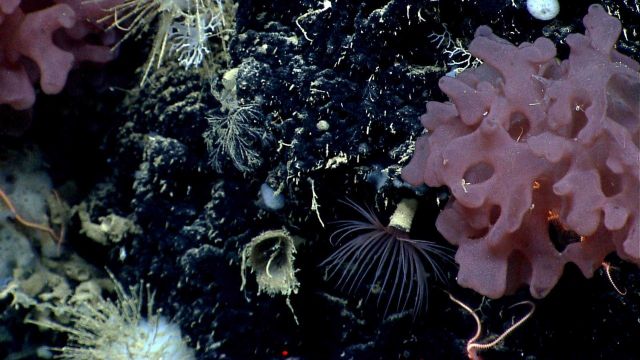 As the camera homes in on the vertical wall, more animals come into view Picture