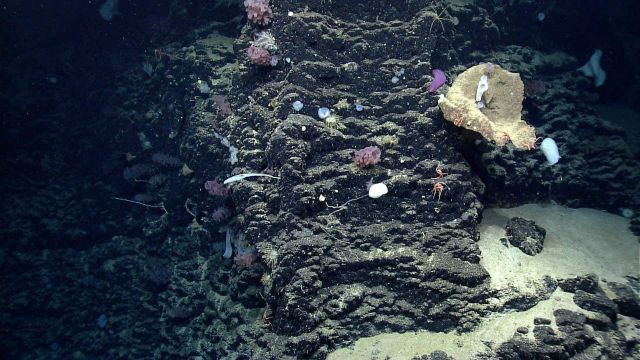 A basalt wall covered with various sponges including vase sponges, goiter sponges, a large dead vase sponge with brittle stars, a large purple sea cuc Picture