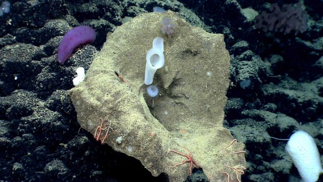Sponges growing out of a dead giant sponge a large purple holothurian Picture
